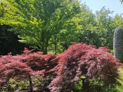 Botanicus Ostrá